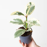 Tineke creamy green foliage, plant held in small plastic nursery pot