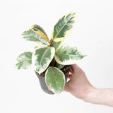 Tineke leaf variegation detail and small potted scale reference