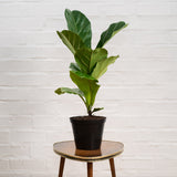 Ficus lyrata fiddle-leaf fig in a 14 cm nursery pot; representative of smaller size. Different size and multi-stem variants will vary.