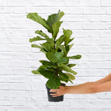 Ficus lyrata in 19 cm nursery pot, representative plant height approximately 70 cm according to source listing