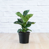 Included item 1 of 3: Ficus Lyrata Bambino. Shown separately; purchase includes all stated plants, not only the pictured item.