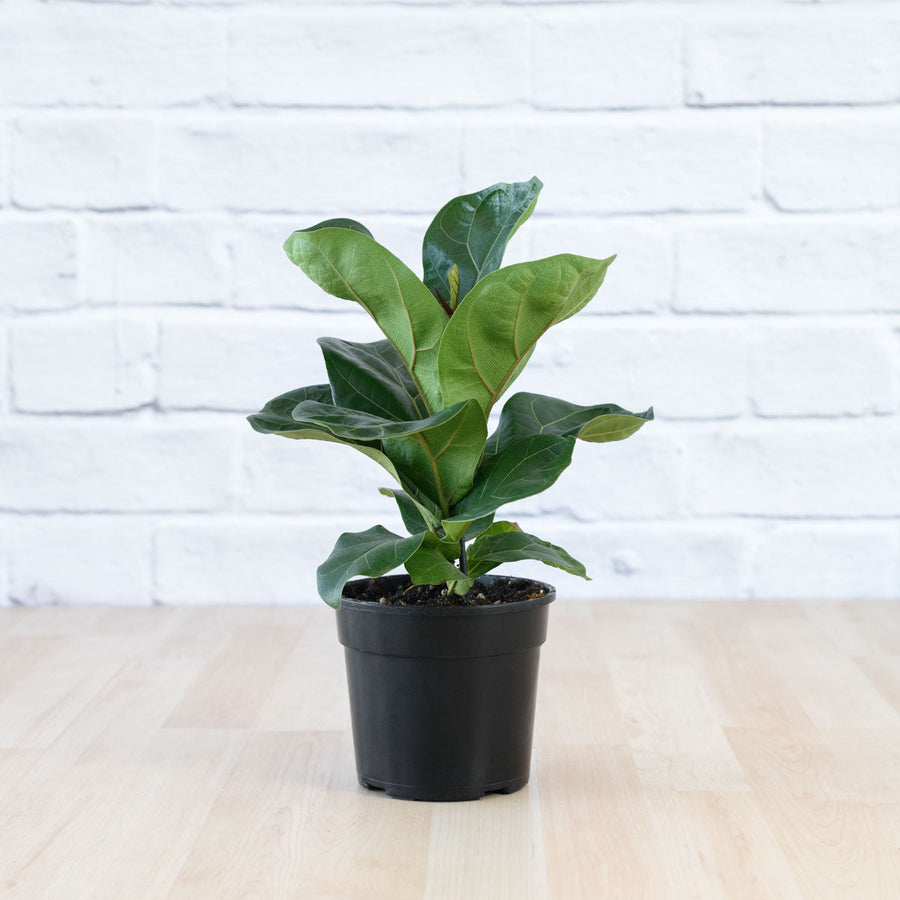 The Apartment Plant Trio