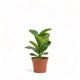 Compact Bambino fiddle-leaf fig in nursery pot showing leaf form