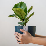 Bambino foliage and handheld scale in decorative pot, decorative pot not included