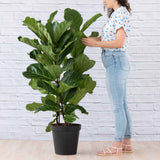 Fiddle-leaf fig three-stem presentation in 30 cm nursery pot