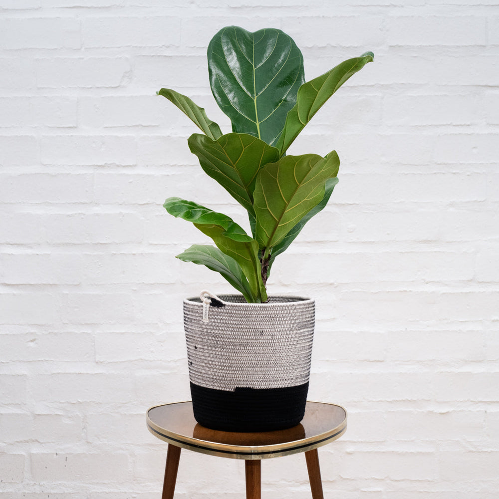 Ficus Lyrata