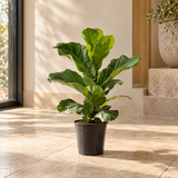 Illustrative styled rendering of Ficus lyrata in a dark nursery grow pot against Luma Garden's warm stone interior; actual size and shape vary by variant.