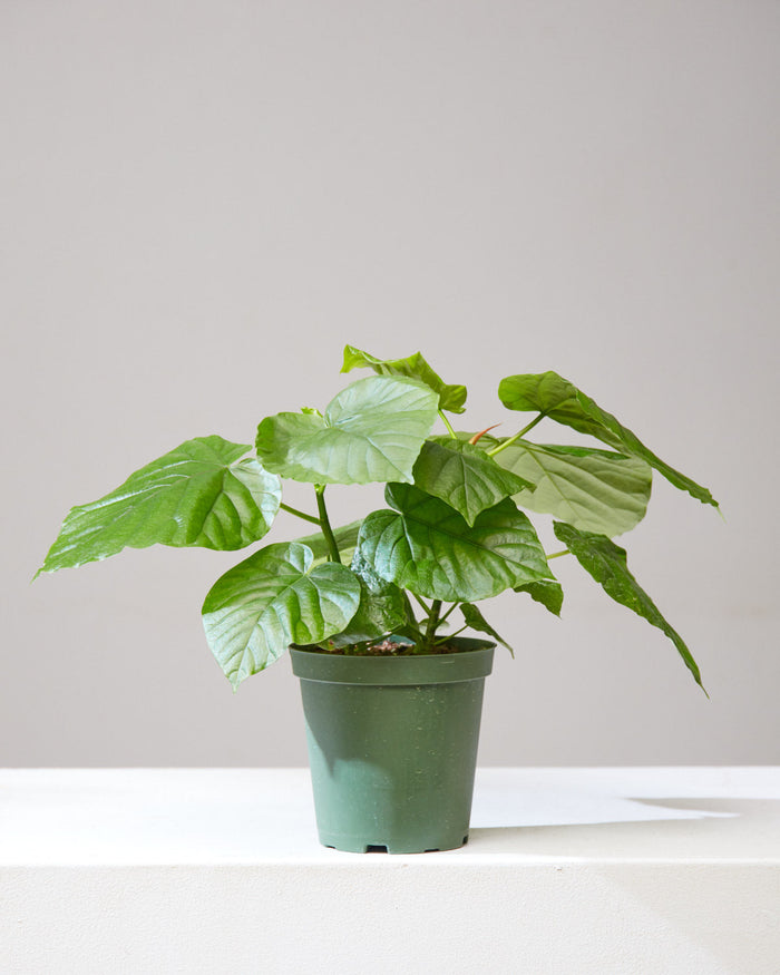 Ficus Umbellata
