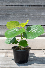 Ficus umbellata leaf detail in black nursery pot; smaller illustrative plant, pot size varies by selected variant