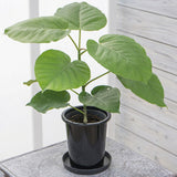 Ficus umbellata foliage close-up and cultivation pot; illustrative plant size reference