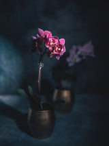 Pink orchid flowers, illustrative orchid component of orchid and rose gift.