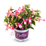 Flowering bush-form Fuchsia in nursery pot; bloom colours and trained forms vary by selected variant