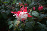 Fuchsia blooms with red and white petals against a light floral background; accurate flower genus detail only, not the selected bush, standard or hanging basket. Photo: Patrick Booth / Pexels.