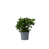 Gardenia jasminoides compact glossy green bush in a nursery pot, blooms depend on season