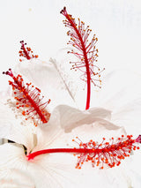 White hibiscus flower with red stamens against white; botanical flower-form reference, actual colour and potted bush variant may differ. Photo: Studio Naae / Pexels.