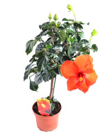 Hibiscus rosa-sinensis flowering bush in nursery pot, orange flower shown as example; actual flower colours vary