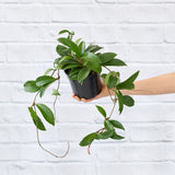 Hoya carnosa in 14 cm nursery pot, representative of the standard plant. Image is illustrative; size, number of stems, and shape vary by selected variant.