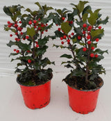 Live Ilex holly with red berry display in a nursery pot; Luma listing includes artificial decorative berries, not guaranteed natural fruit. Actual plants and presentation may vary.