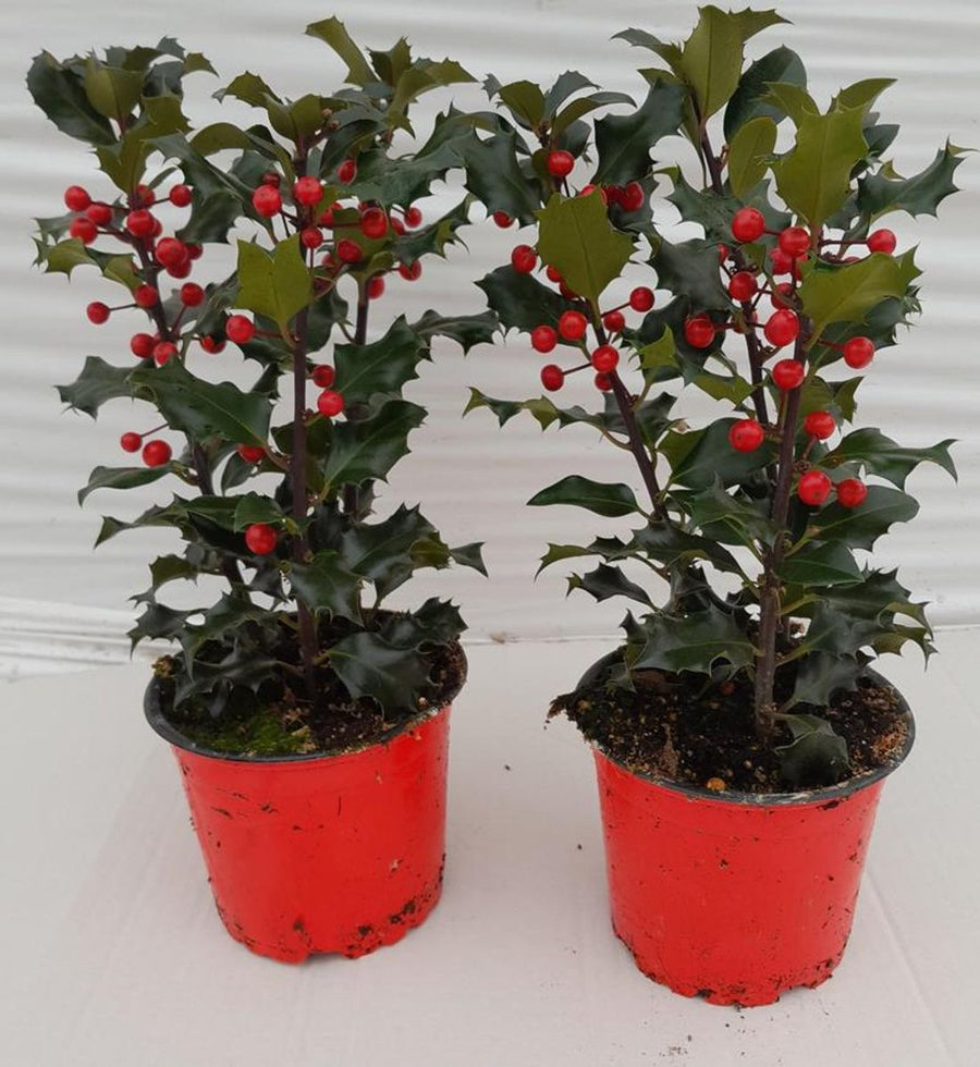 Ilex