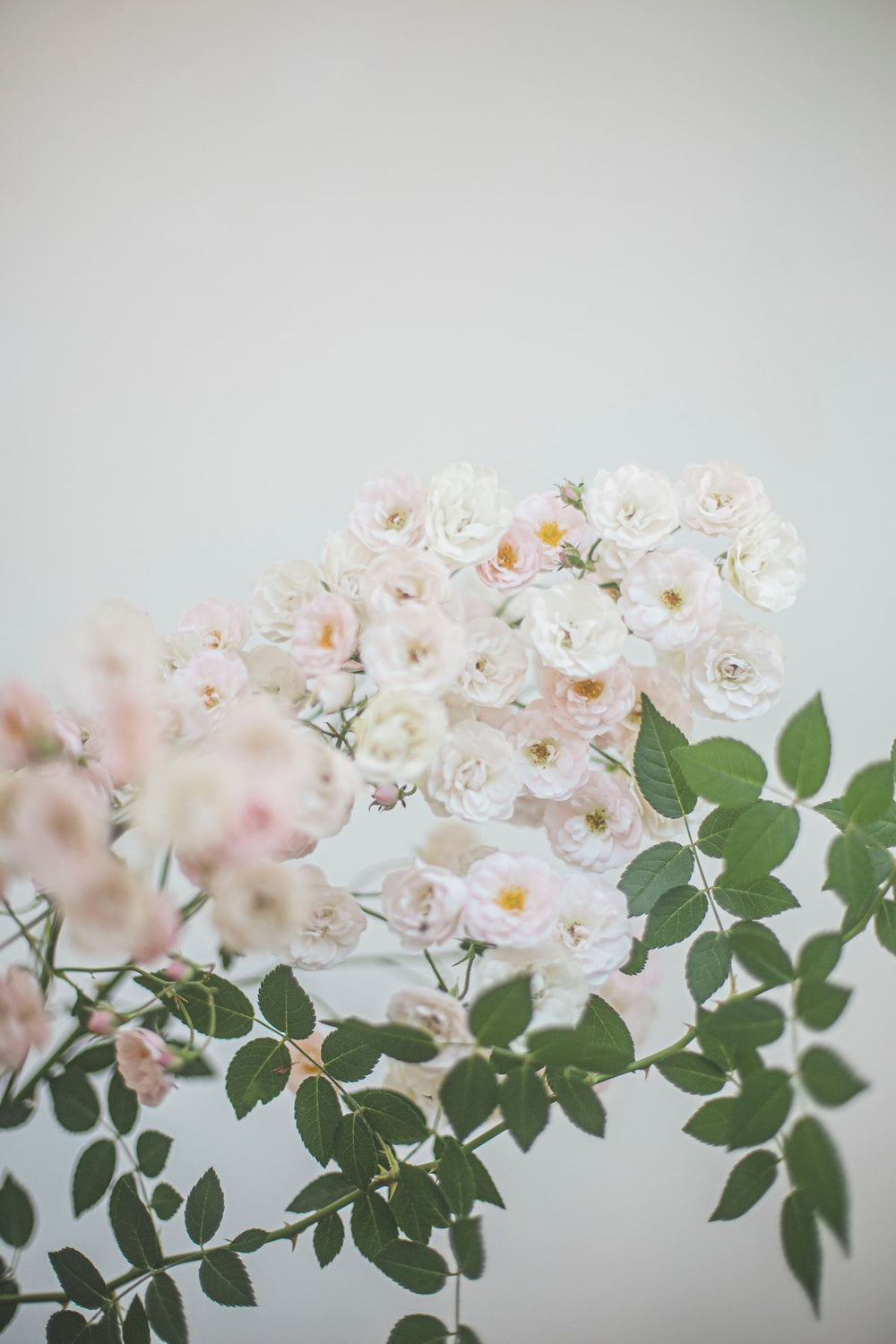 Ivory Rose Bouquet