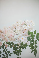 Ivory white roses with green foliage against a pale white backdrop; flower-detail reference, not the exact bouquet or stem count. Photo: Dalila Dalprat / Pexels.