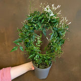 Jasminum polyanthum trained on a circular hoop, representative of the 14 cm hoop variant. Actual growth varies.