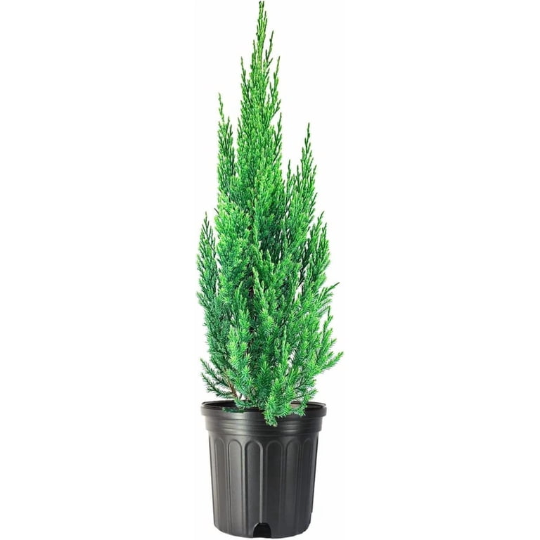 Juniperus Chinensis