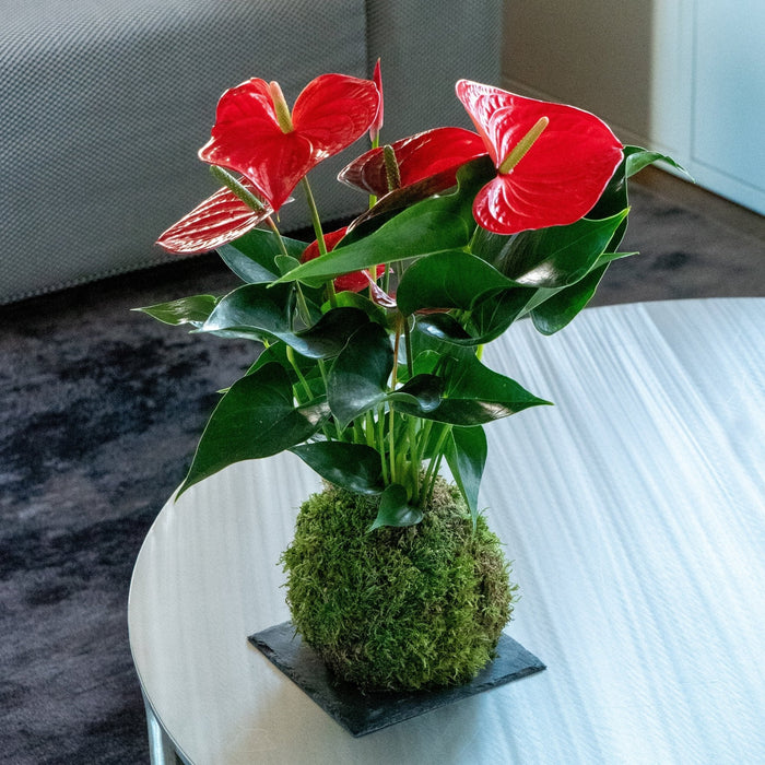 The Kokedama Gift Trio