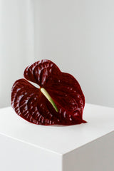 Red Anthurium flower with spadix on a white background; blossom detail only. The actual moss-ball kokedama plant is shown in the first photo. Photo: Hanna Pad / Pexels.