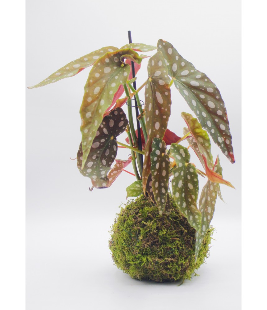 Kokedama Begonia Polka Dot