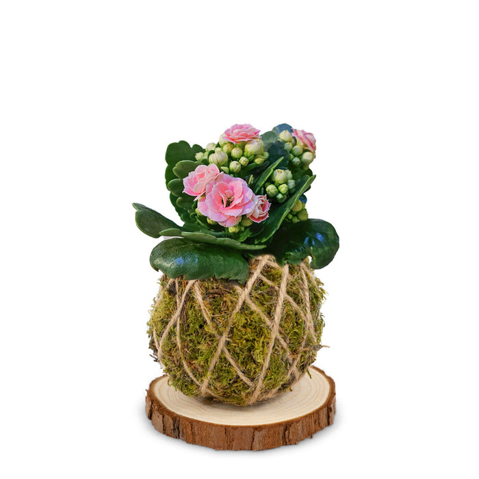 Kokedama Calandiva