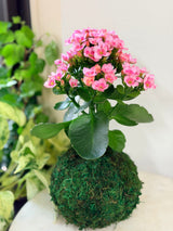 Kokedama Calandiva double-flowered Kalanchoe with pink blooms, representative of small moss ball; flower colour varies. Representative; living plants vary.