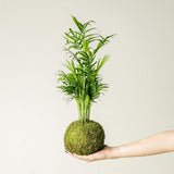 Included item 2 of 3: Kokedama Chamaedorea. Shown separately; purchase includes all stated plants, not only the pictured item.