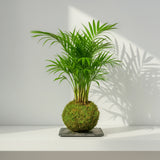 Chamaedorea elegans palm in spherical green kokedama moss ball shown on slate surface; slate illustrative only