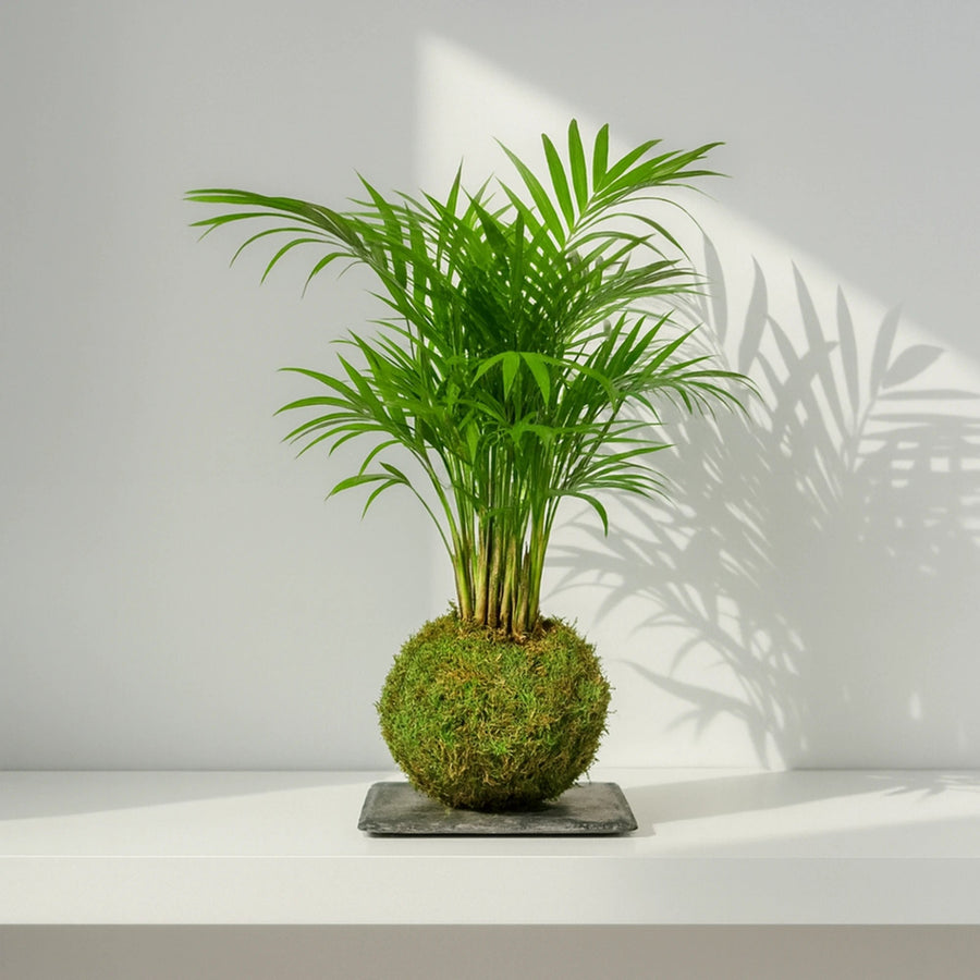 Kokedama Chamaedorea