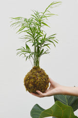 Hand-held Chamaedorea palm kokedama, showing the exposed moss-ball presentation and scale
