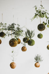 Hanging kokedama plants against a clean white background; moss-ball presentation reference only, not the exact Chamaedorea specimen. Photo: Dwi Arianto Adi Nugroho / Pexels.