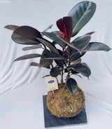 Dark burgundy-green Ficus elastica rubber plant presented in a moss-covered kokedama ball, medium illustrative. Representative; living plants vary.
