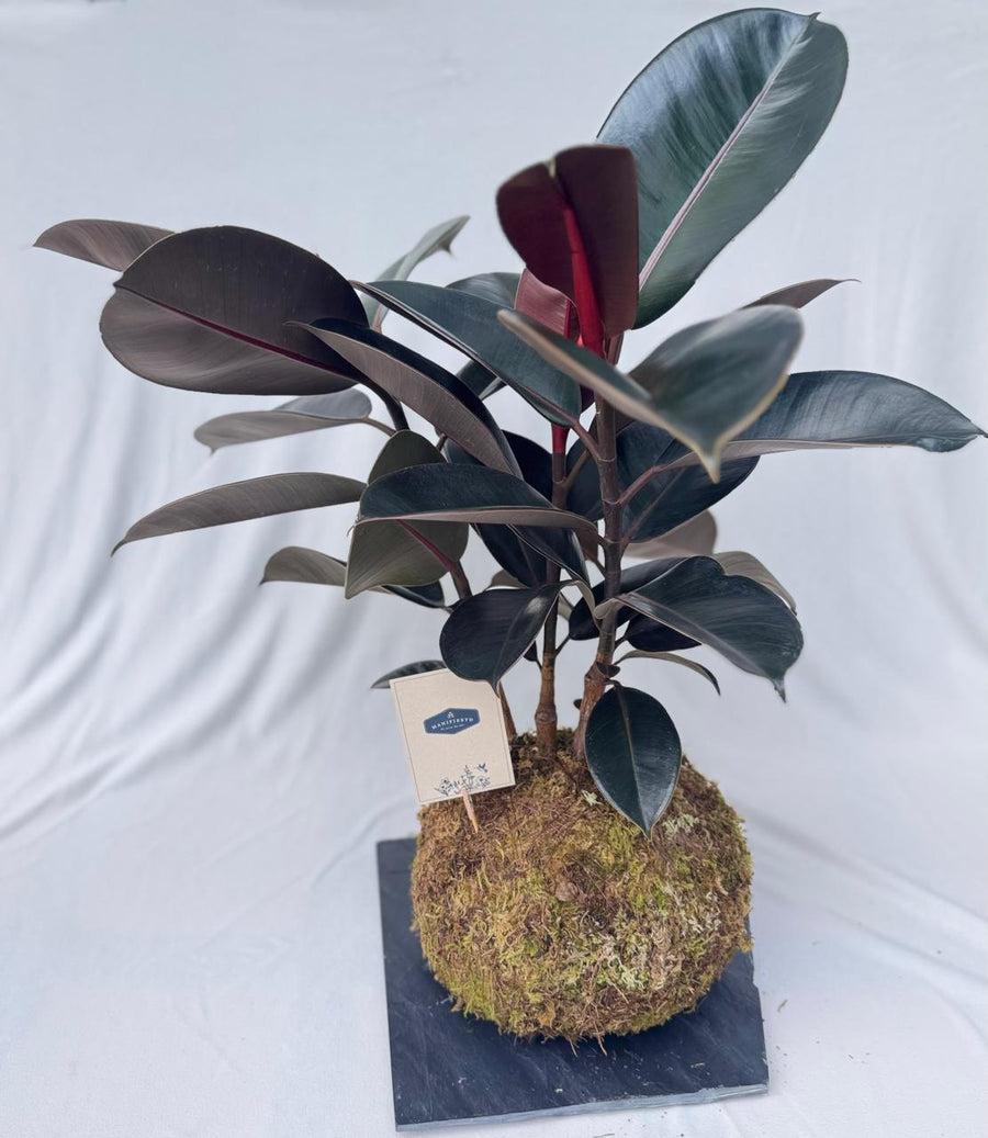Kokedama Ficus Elastica Abidjan