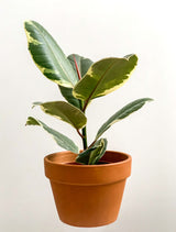 Variegated rubber plant leaf example on a white backdrop; not the exact Ruby colour, and the supplied kokedama is shown in the first image. Photo: Kulbir / Pexels.