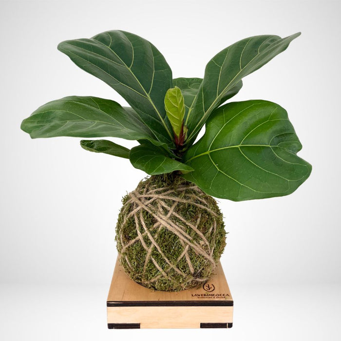 Kokedama Ficus Lyrata Bambino