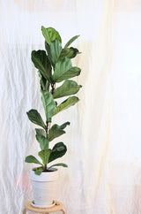 Ficus lyrata fiddle-leaf fig on a clean white background; foliage-form reference only, not the compact Bambino variety or the moss-ball kokedama. Photo: Skylar Kang / Pexels.