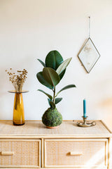 Ficus elastica Robusta with glossy dark green leaves in kokedama moss ball, medium representative. Representative; living plants vary.