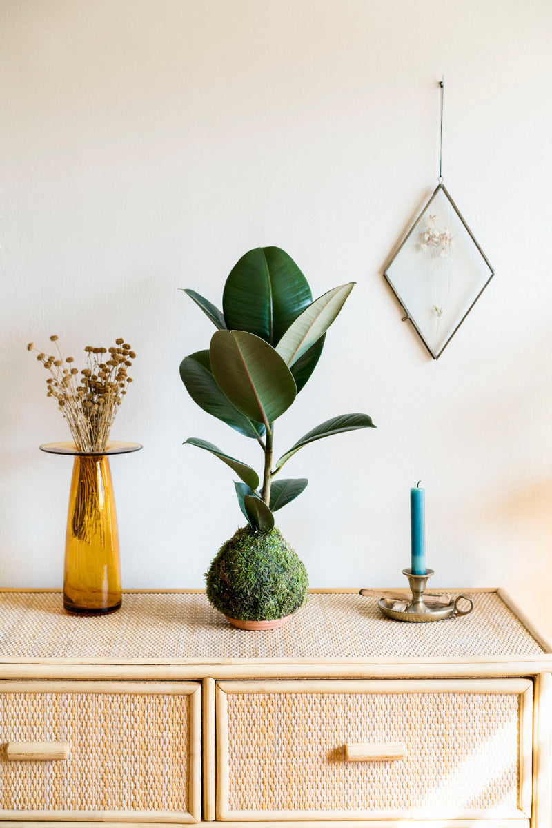 Kokedama Ficus Elastica Robusta
