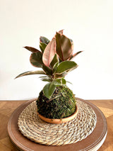 Ficus elastica Ruby with green, pink and cream leaves in moss-ball kokedama; medium representative. Plants naturally vary in size and leaf shape.