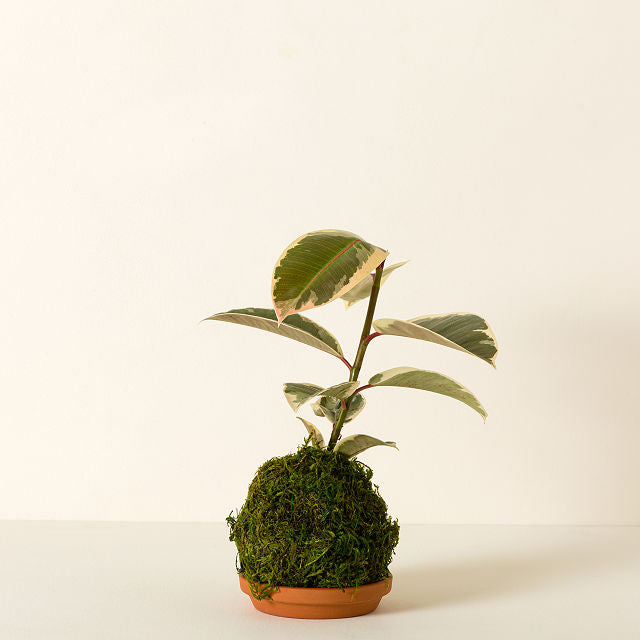 Kokedama Ficus Elastica Tineke