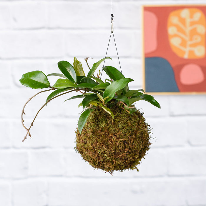 Kokedama Hoya Carnosa