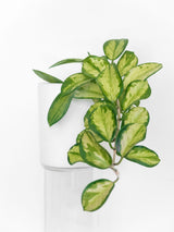Hoya carnosa green waxy foliage against a white background; plant reference only, not the offered kokedama moss ball. Photo: Felipe Alves / Pexels.