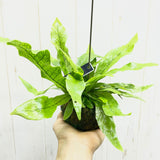 Microsorum Crocodyllus crocodile fern with net-patterned leaves rooted in a kokedama moss ball. Representative; living plants vary.