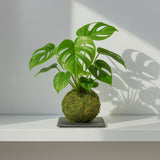 Kokedama Monstera deliciosa with its own moss-covered root ball, medium representative. Representative; actual growth varies.